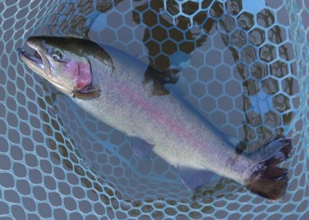 釣行タイミングが良ければ釣れる ～岡崎トラウトポンド～